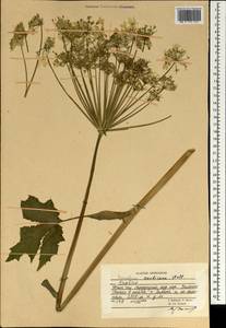 Tetrataenium candicans (Wall. ex DC.) Manden., South Asia, South Asia (Asia outside ex-Soviet states and Mongolia) (ASIA) (Afghanistan)