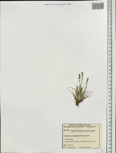 Festuca brachyphylla Schult. & Schult.f., Siberia, Central Siberia (S3) (Russia)