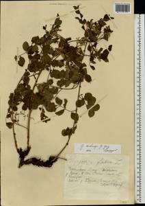 Glycyrrhiza uralensis Fisch., Eastern Europe, Eastern region (E10) (Russia)