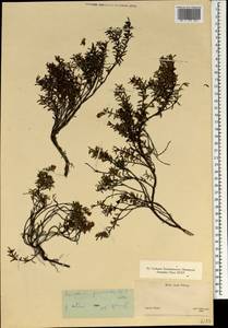Kalmia procumbens (L.) Gift, Kron & P. F. Stevens, South Asia, South Asia (Asia outside ex-Soviet states and Mongolia) (ASIA) (Japan)