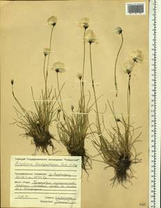 Eriophorum brachyantherum Trautv. & C.A.Mey., Siberia, Central Siberia (S3) (Russia)