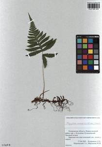 Phegopteris connectilis (Michx.) Watt, Siberia, Altai & Sayany Mountains (S2) (Russia)