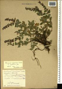Teucrium chamaedrys subsp. syspirense (K.Koch) Rech.f., Crimea (KRYM) (Russia)
