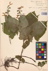 MHA 0 156 139, Salvia glutinosa L., Eastern Europe, West Ukrainian region (E13) (Ukraine)
