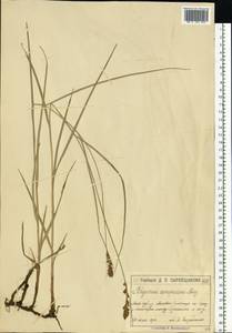 Blysmus compressus (L.) Panz. ex Link, Eastern Europe, Moscow region (E4a) (Russia)