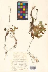 Micranthes punctata (L.) Losinsk., Siberia, Russian Far East (S6) (Russia)