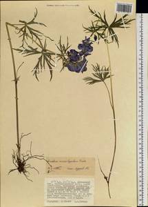 Aconitum macrorhynchum Turcz. ex Ledeb., Siberia, Russian Far East (S6) (Russia)