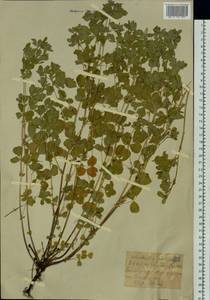 Medicago platycarpos (L.) Trautv., Siberia, Western (Kazakhstan) Altai Mountains (S2a) (Kazakhstan)