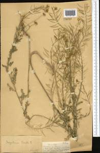 Sisymbrium loeselii L., Middle Asia, Dzungarian Alatau & Tarbagatai (M5) (Kazakhstan)