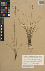 Carex oederi var. bergrothii (Palmgr.) Hedrén & Lassen, Western Europe (EUR) (Sweden)