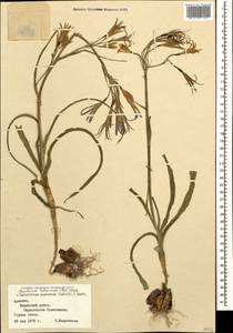 Ixiolirion tataricum var. tataricum, Caucasus, Armenia (K5) (Armenia)