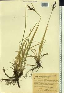 Carex aquatilis var. minor Boott, Siberia, Yakutia (S5) (Russia)