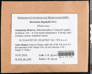 Bartramia ithyphylla Brid., Bryophytes, Bryophytes - Russian Far East (excl. Chukotka & Kamchatka) (B20) (Russia)