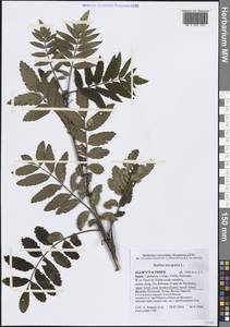 Sorbus aucuparia L., Western Europe (EUR) (Spain)