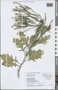 Sisymbrium volgense M. Bieb. ex E. Fourn., Eastern Europe, Central region (E4) (Russia)