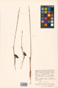 Phoenix dactylifera L., Eastern Europe, Lower Volga region (E9) (Russia)