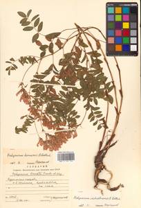 Hedysarum hedysaroides (L.) Schinz & Thell., Siberia, Russian Far East (S6) (Russia)