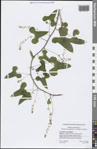 Dioscorea communis (L.) Caddick & Wilkin, South Asia, South Asia (Asia outside ex-Soviet states and Mongolia) (ASIA) (Turkey)
