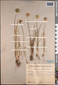 Allium prostratum Trevir., Siberia, Baikal & Transbaikal region (S4) (Russia)