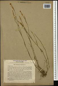 Dianthus fragrans M. Bieb., Caucasus, Stavropol Krai, Karachay-Cherkessia & Kabardino-Balkaria (K1b) (Russia)