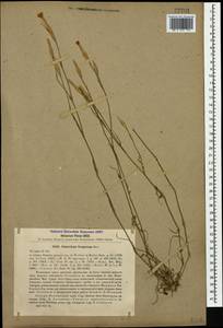 Dianthus fragrans Bieb., Caucasus, Stavropol Krai, Karachay-Cherkessia & Kabardino-Balkaria (K1b) (Russia)