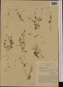 Hornungia pauciflora (W. D. J. Koch) Soldano, F. Conti, Banfi & Galasso, Western Europe (EUR) (Italy)