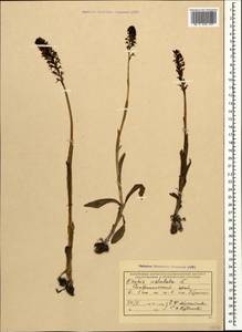 Neotinea ustulata (L.) R.M.Bateman, Pridgeon & M.W.Chase, Caucasus, Stavropol Krai, Karachay-Cherkessia & Kabardino-Balkaria (K1b) (Russia)