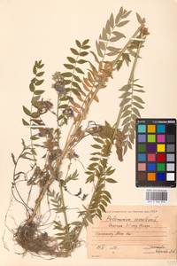 Polemonium caeruleum L., Eastern Europe, Moscow region (E4a) (Russia)