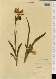 Iris aphylla L., South Asia, South Asia (Asia outside ex-Soviet states and Mongolia) (ASIA) (Not classified)