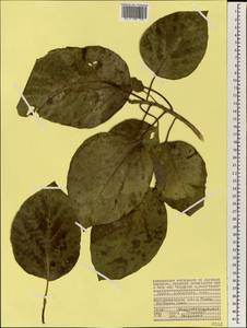 Cordia subcordata Lam., Africa (AFR) (Seychelles)