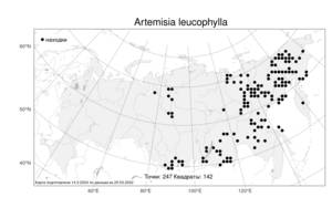 Artemisia leucophylla (Turcz. ex Besser) C. B. Clarke, Atlas of the Russian Flora (FLORUS) (Russia)