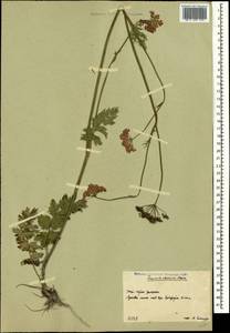 Pimpinella rhodantha Boiss., Caucasus, South Ossetia (K4b) (South Ossetia)