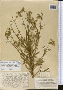 Aulacospermum popovii (Korovin) Kljuykov, Pimenov & V. N. Tikhom., Middle Asia, Western Tian Shan & Karatau (M3) (Uzbekistan)