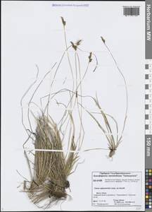Carex sabynensis Less. ex Kunth, Siberia, Central Siberia (S3) (Russia)