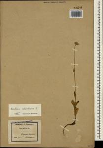 Scabiosa columbaria L., Crimea (KRYM) (Russia)