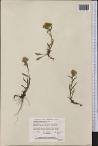 Solidago multiradiata Aiton, America (AMER) (Canada)