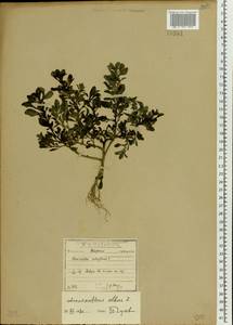 Amaranthus albus L., Eastern Europe, North-Western region (E2) (Russia)