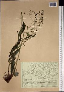 Bupleurum komarovianum O. A. Lincz., Siberia, Russian Far East (S6) (Russia)