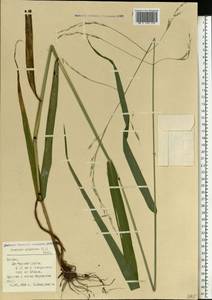 Lolium giganteum (L.) Darbysh., Eastern Europe, Latvia (E2b) (Latvia)