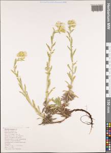 Onosma montana Sm., Caucasus, Black Sea Shore (from Novorossiysk to Adler) (K3) (Russia)