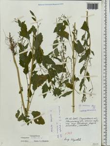 Chenopodium suecicum Murr, Eastern Europe, Lower Volga region (E9) (Russia)