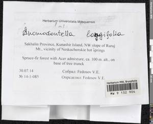 Anomodontella longifolia (Schleich. ex Brid.) Ignatov & Fedosov, Bryophytes, Bryophytes - Russian Far East (excl. Chukotka & Kamchatka) (B20) (Russia)