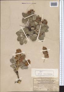 Hedysarum plumosum Boiss. & Hausskn., Middle Asia, Western Tian Shan & Karatau (M3) (Kazakhstan)
