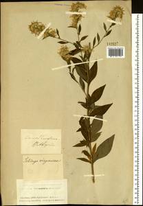 Solidago virgaurea L., Siberia, Altai & Sayany Mountains (S2) (Russia)