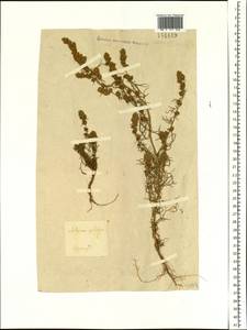 Artemisia palustris L., Siberia, Baikal & Transbaikal region (S4) (Russia)