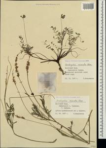 Onobrychis arenaria subsp. miniata (Steven)P.W.Ball, Crimea (KRYM) (Russia)