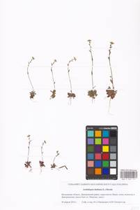 Arabidopsis thaliana (L.) Heynh., Eastern Europe, Moscow region (E4a) (Russia)