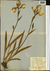 Iris setosa Pall. ex Link, Siberia, Russian Far East (S6) (Russia)