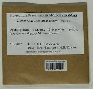 Drepanocladus aduncus (Hedw.) Warnst., Bryophytes, Bryophytes - South Urals (B14) (Russia)