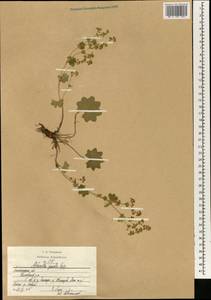 Alchemilla micans Buser, Eastern Europe, North-Western region (E2) (Russia)